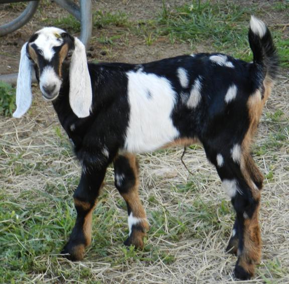 Lois, 04/07/12